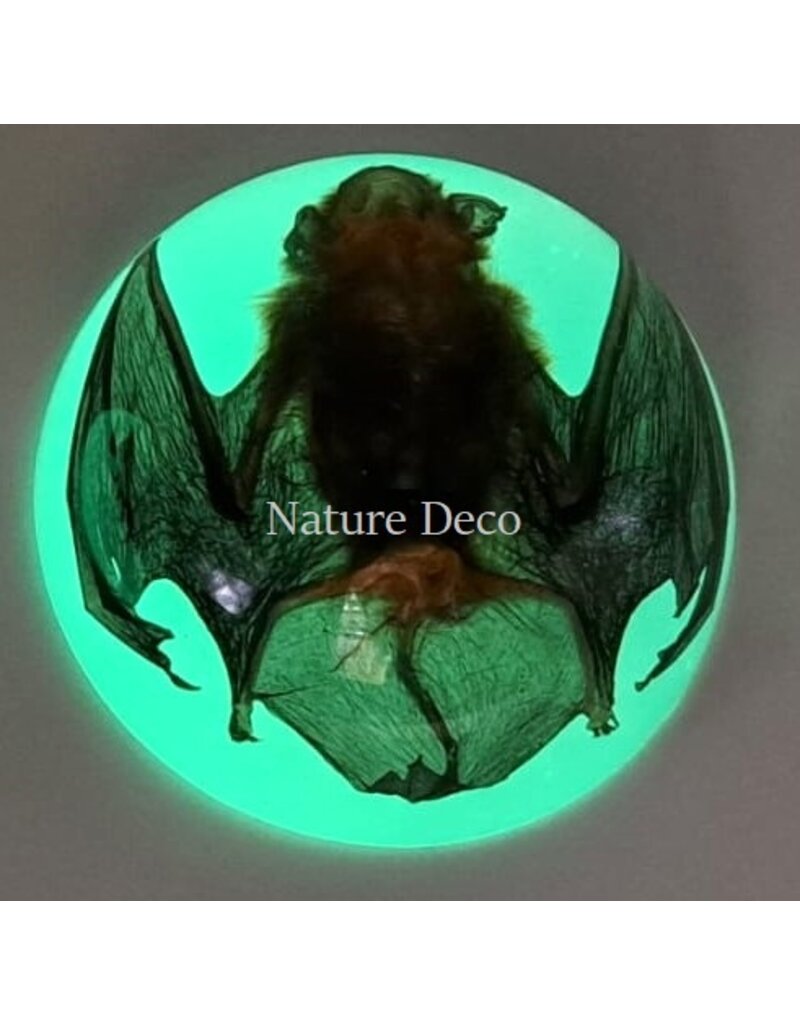 . Bat in resin dome "glow in the dark"