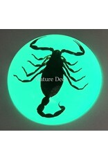 . Scorpion in resin dome "glow in the dark"