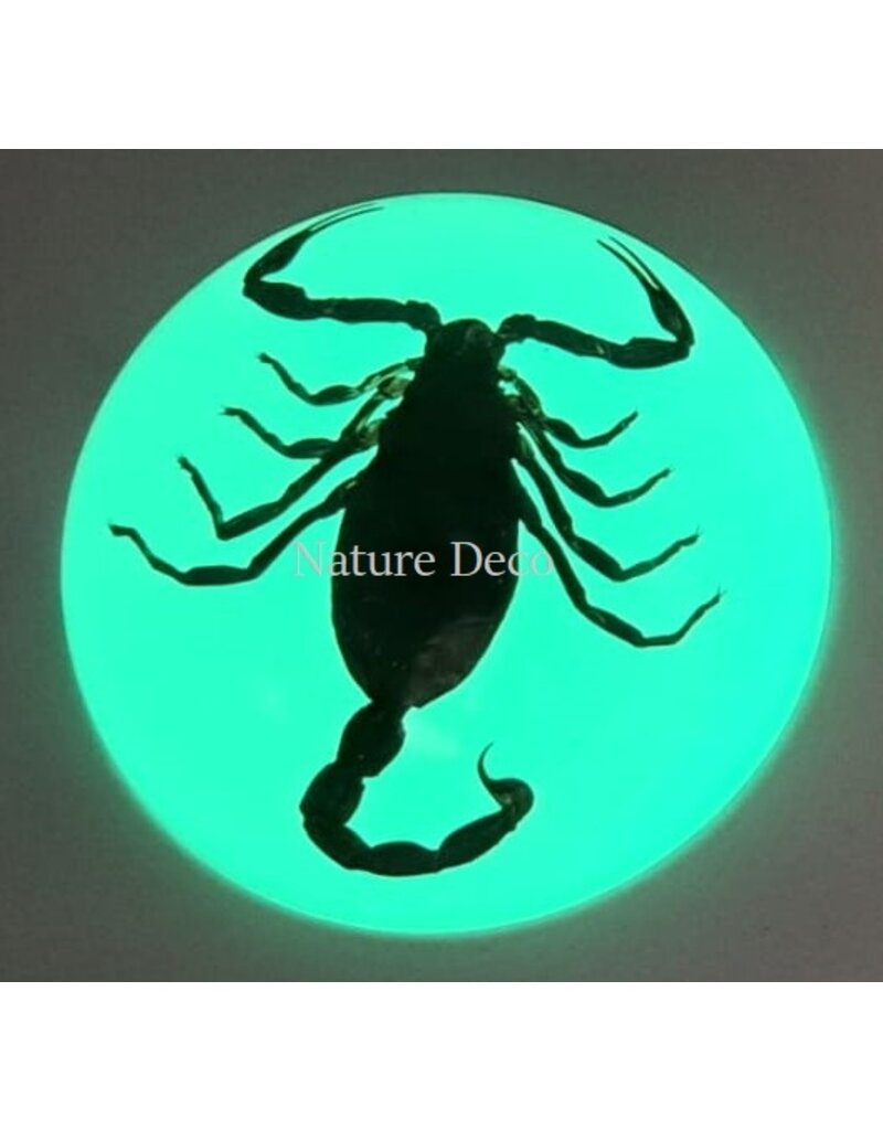 . Scorpion in resin dome "glow in the dark"