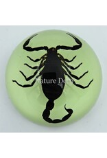 . Scorpion in resin dome "glow in the dark"