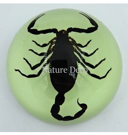 . Scorpion in resin dome  glow