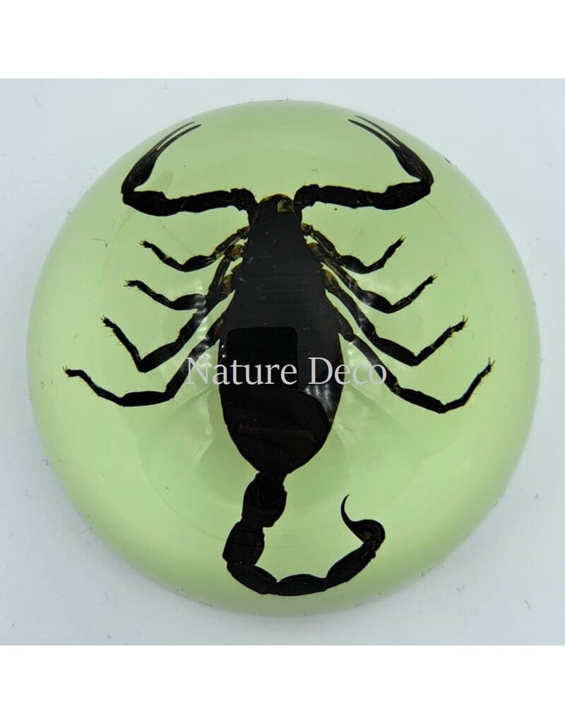 . Scorpion in resin dome "glow in the dark"