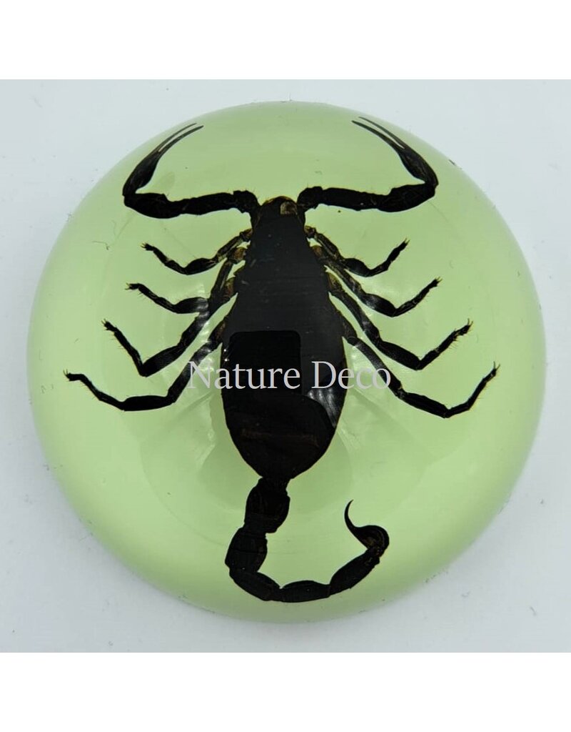 . Scorpion in resin dome "glow in the dark"