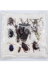 . Unmounted / dried Insect mix Indonesia