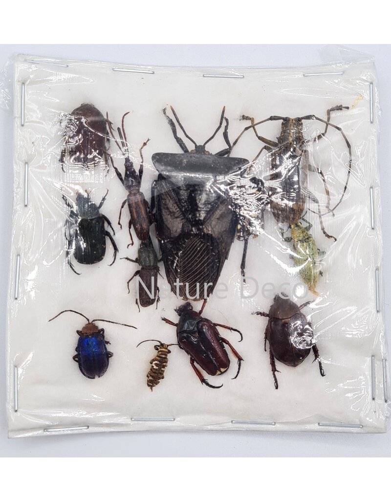 . Unmounted / dried Insect mix Indonesia