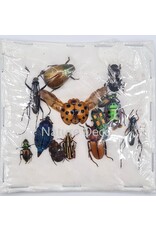 . Unmounted / dried Insect mix Indonesia