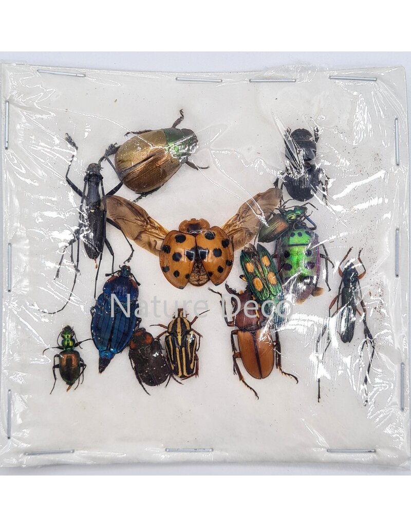 . Unmounted / dried Insect mix Indonesia