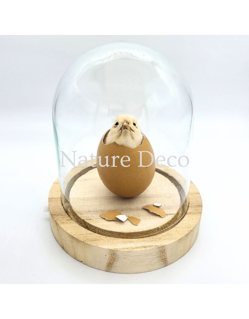 . Chicken chick in LED glass dome #2 (12cm x 14cm)