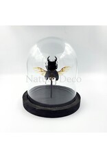 . Dorcus sp. beetle in glass dome 12 x 13cm