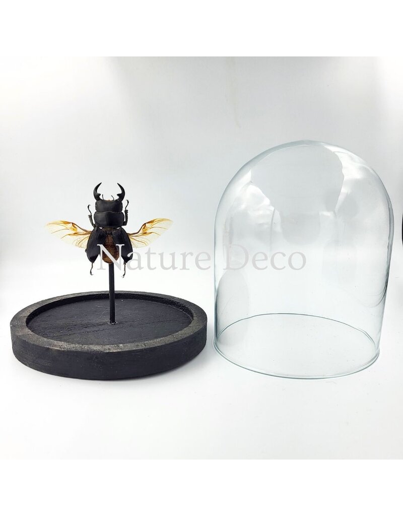 . Dorcus sp. kever in stolp 12 x 13cm