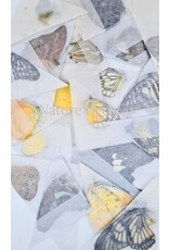 . Unmounted buttefly mix exclusive 100 pieces