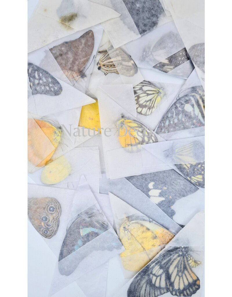 . Unmounted buttefly mix exclusive 100 pieces