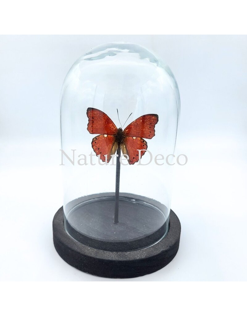 . Cymothoe Sangaris in glass dome 10 x 14cm