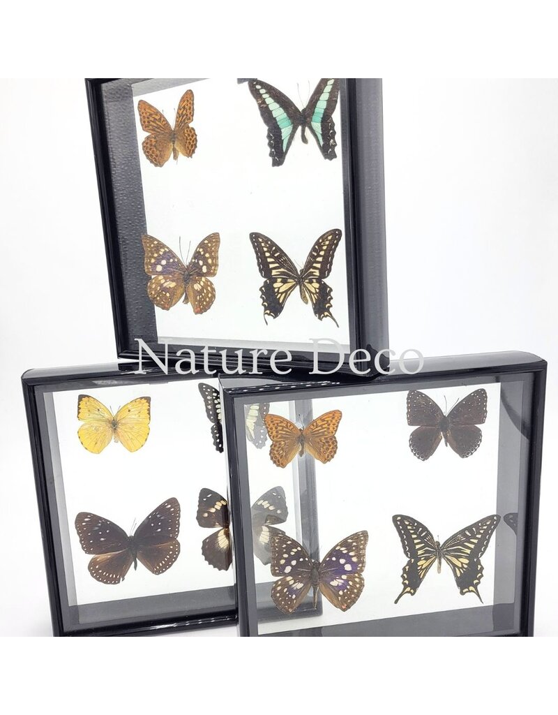 . Frame with 4 butterflies 20 x 20 x 4.5cm