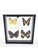 . B keus Lijst met 4 vlinders 20 x 20 x 4,5cm