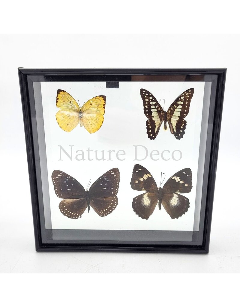 . B keus Lijst met 4 vlinders 20 x 20 x 4,5cm