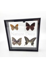 . Frame with 4 butterflies 20 x 20 x 4.5cm