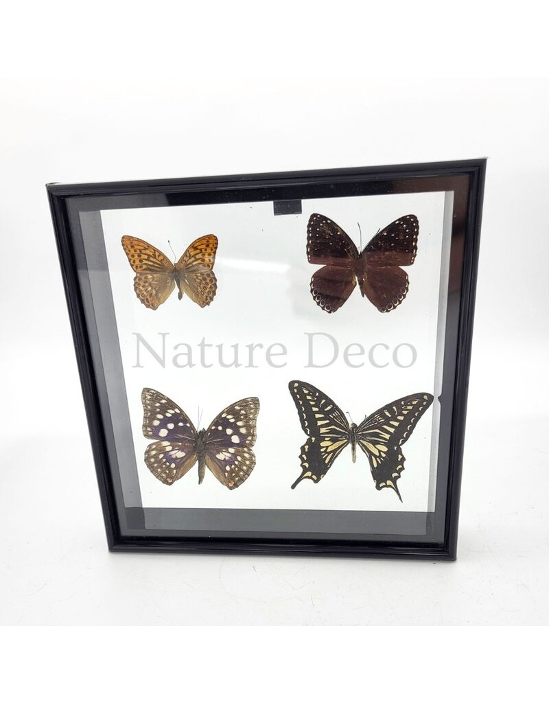 . Frame with 4 butterflies 20 x 20 x 4.5cm