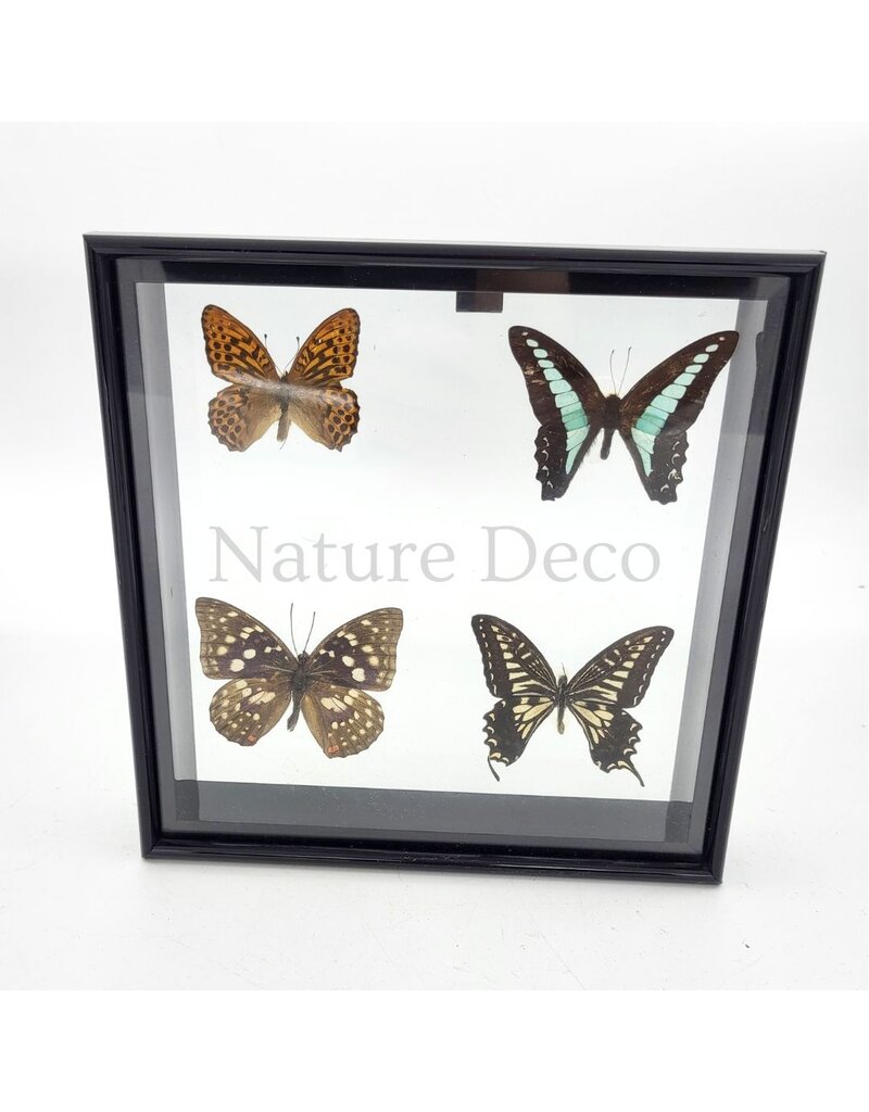 . B keus Lijst met 4 vlinders 20 x 20 x 4,5cm