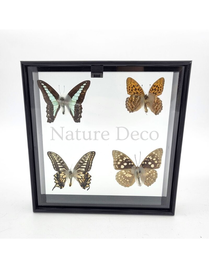 . B keus Lijst met 4 vlinders 20 x 20 x 4,5cm