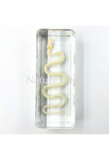 . Snake skeleton in resin medium, 11 x 4 x 2.5 cm