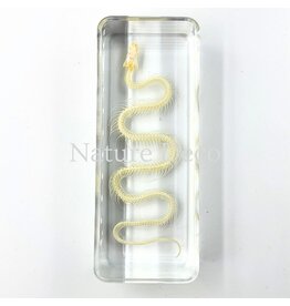 . Snake skeleton in resin medium