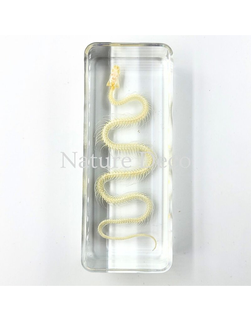 . Snake skeleton in resin medium, 11 x 4 x 2.5 cm