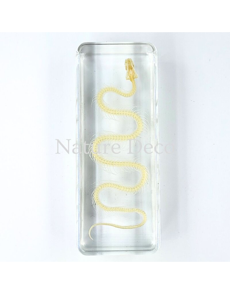 . Snake skeleton in resin medium, 11 x 4 x 2.5 cm