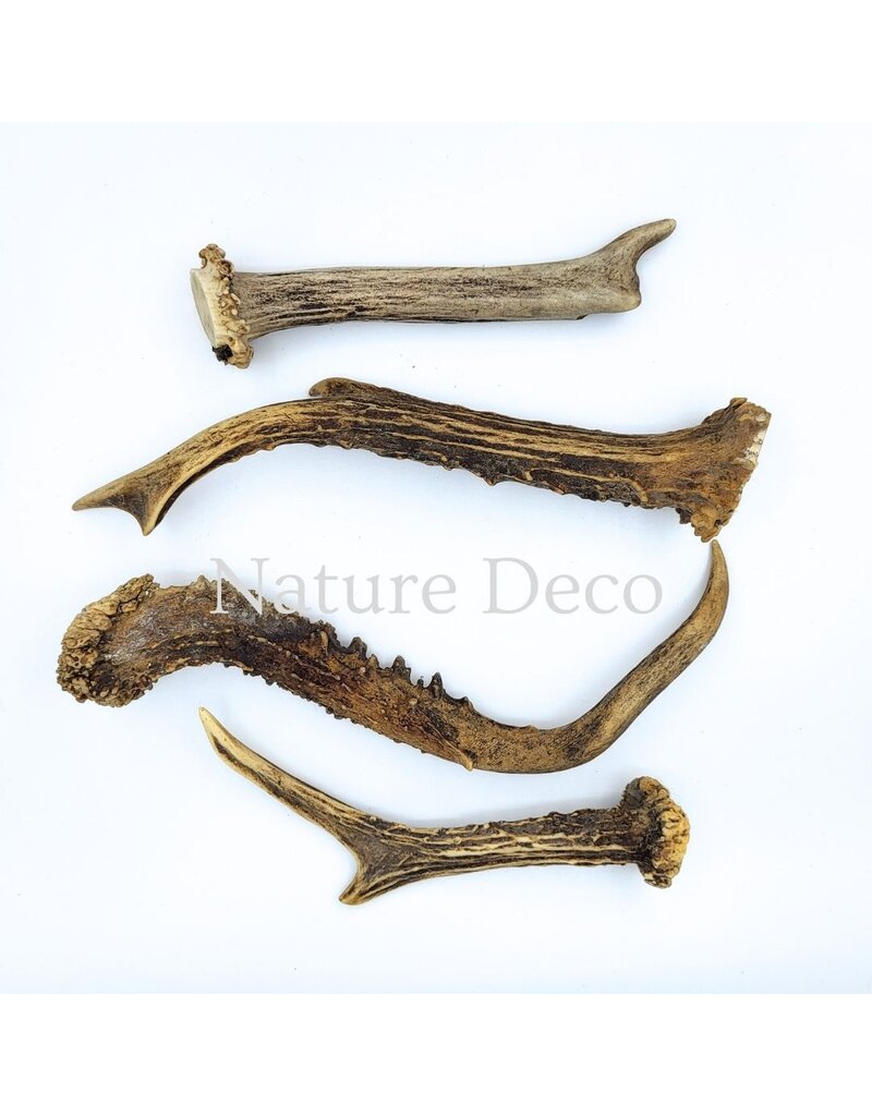 . Deer Antler C 15-20 cm