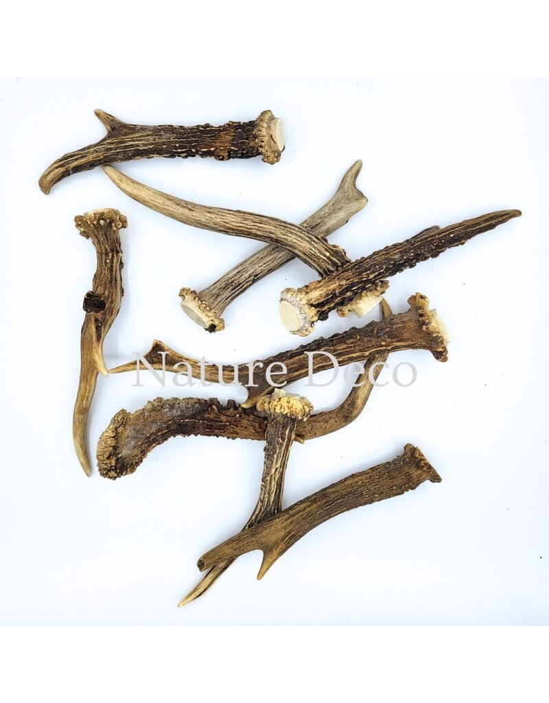 . Deer Antler C 15-20 cm