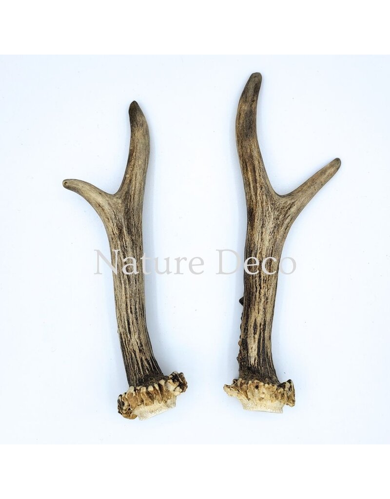 . Set of roe deer antlers #3, 17 x 5 cm