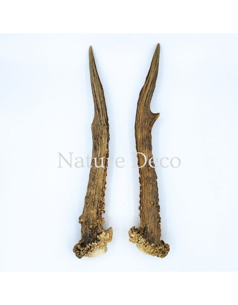 . Set of roe deer antlers #5, 21 x 2 cm