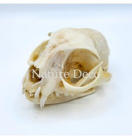 . Cat skull #2