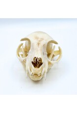 . Cat skull #2, 9 x 6 x 4 cm