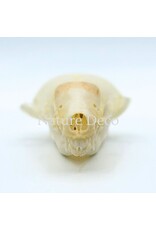 . Mole skull, 3.5 x 2 x 1.5 cm