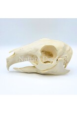 . Mara skull 14 x 6 x 6 cm