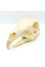 . Mara skull 14 x 6 x 6 cm