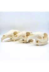 . Mara skull 14 x 6 x 6 cm