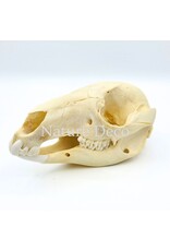 . Wallaby skull, 13 x 6 x 5 cm