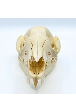 . Wallaby skull, 13 x 6 x 5 cm