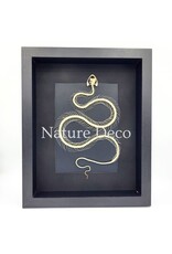 . Snake skeleton in 3D frame 27 x 22 x 4,5 cm