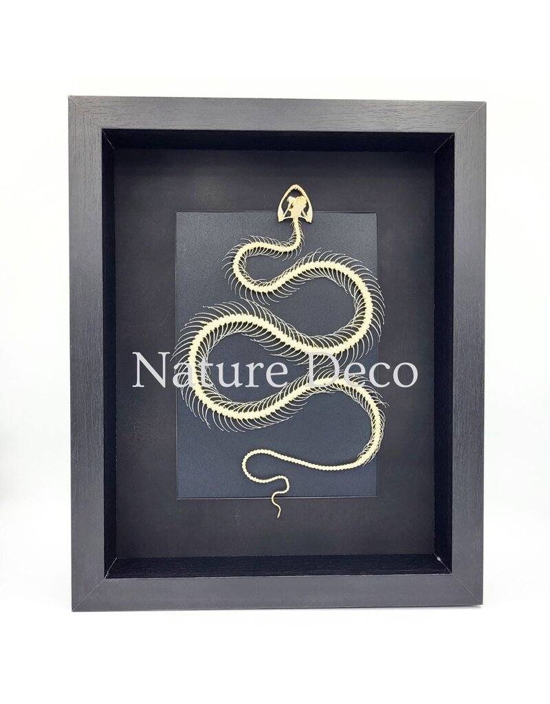 . Snake skeleton in 3D frame 27 x 22 x 4,5 cm
