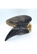 . Black Casqued Hornbill skull #1 (Aceros cassidix)