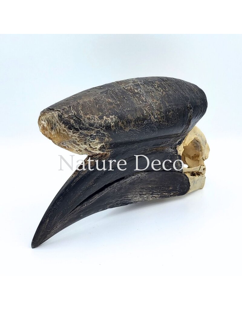 . Black Casqued Hornbill skull #1 (Aceros cassidix)