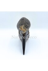 . Black Casqued Hornbill skull #1 (Aceros cassidix)