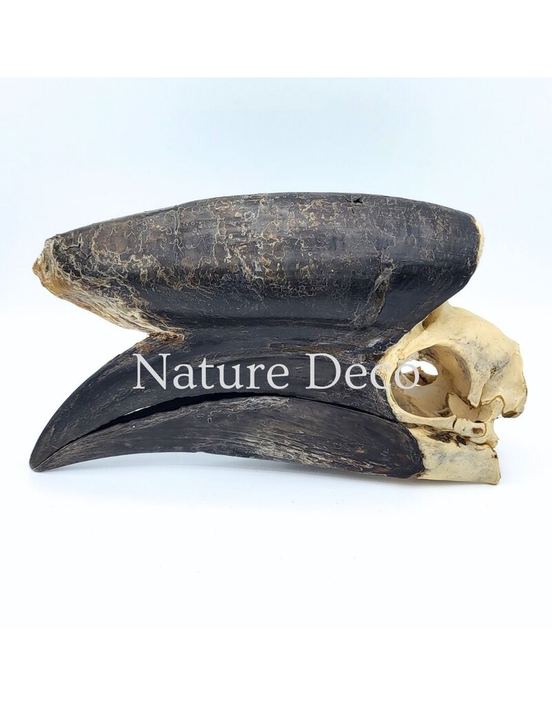 . Black Casqued Hornbill skull #1 (Aceros cassidix)