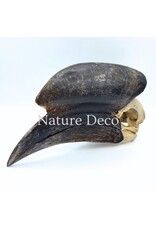 . Black Casqued Hornbill skull #2 (Aceros cassidix)