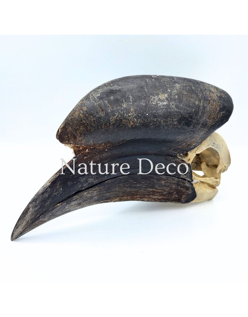 . Black Casqued Hornbill skull #2 (Aceros cassidix)