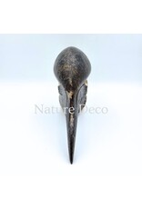 . Black Casqued Hornbill skull #2 (Aceros cassidix)