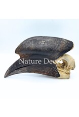 . Black Casqued Hornbill skull #2 (Aceros cassidix)